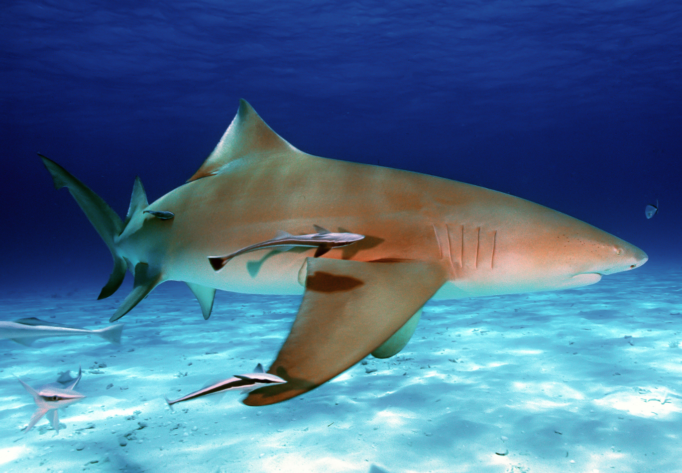 TIBURONES GALANOS: LOS FAMOSOS «LIMONES» DE BAHAMAS