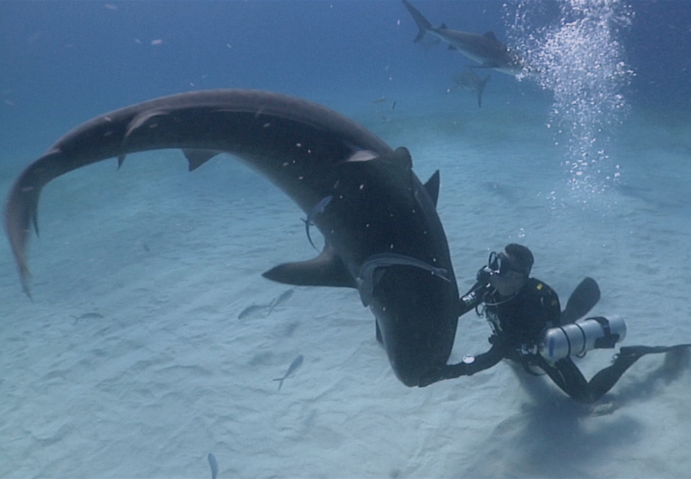 INMOVILIDAD TÓNICA CON TIBURONES TIGRE