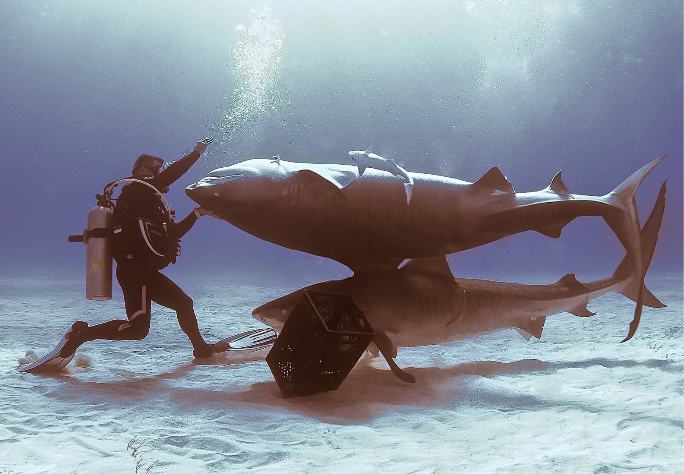 BAILANDO CON TIBURONES: MI RELACIÓN CON LOS ESCUALOS