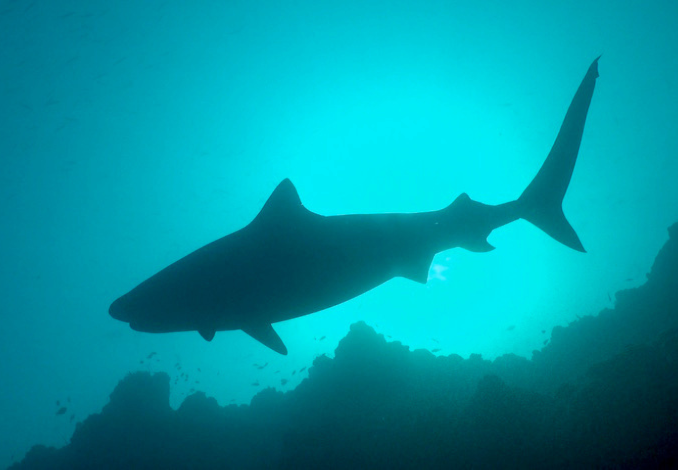 TIBURONES TIGRE EN FUVAHMULAH (SUR DE MALDIVAS)