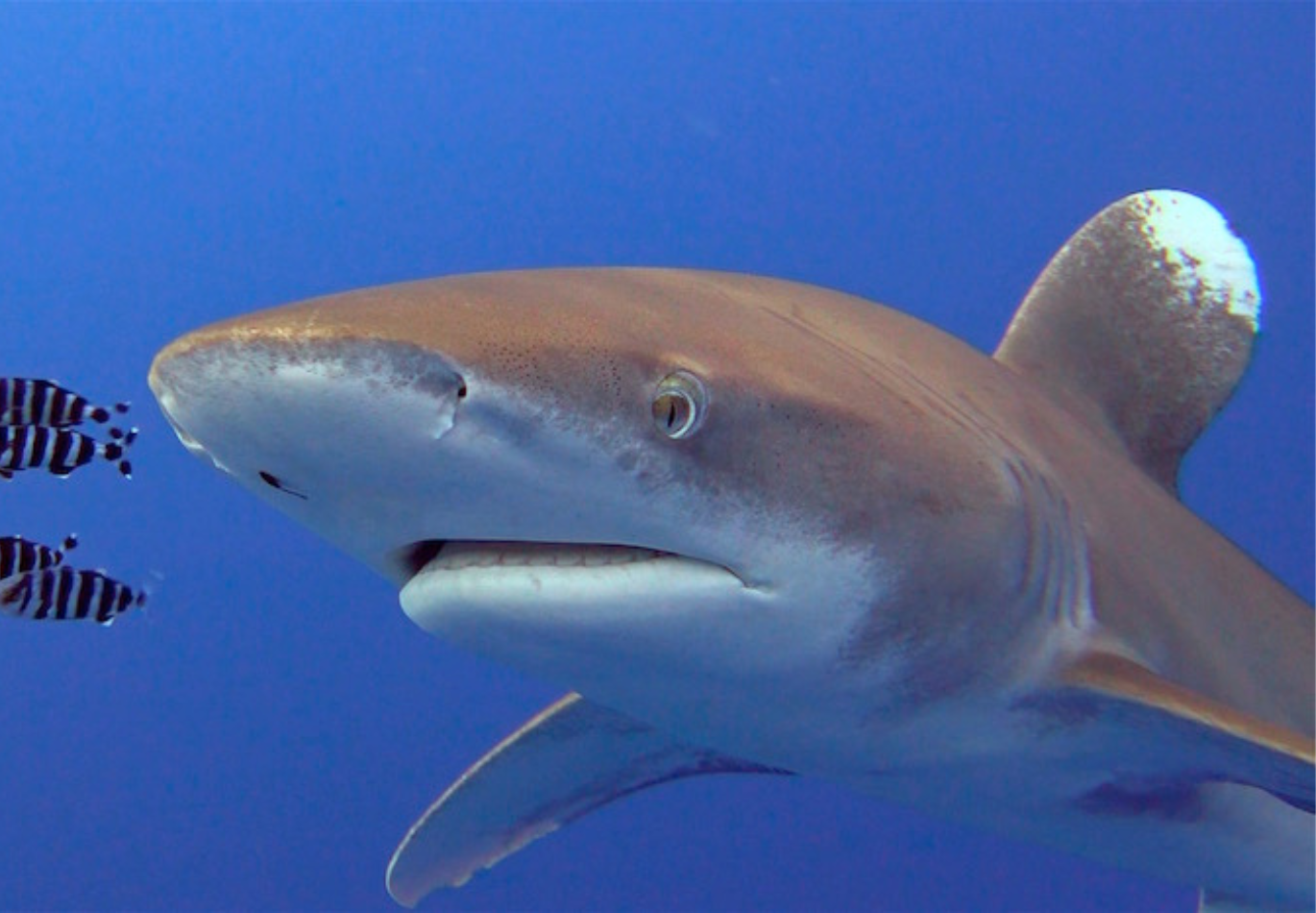 BUCEANDO CON LONGIMANUS EN BROTHERS (MAR ROJO)