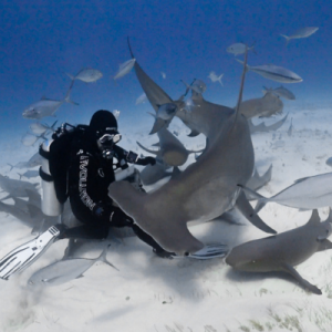 Tiburones Bahamas
