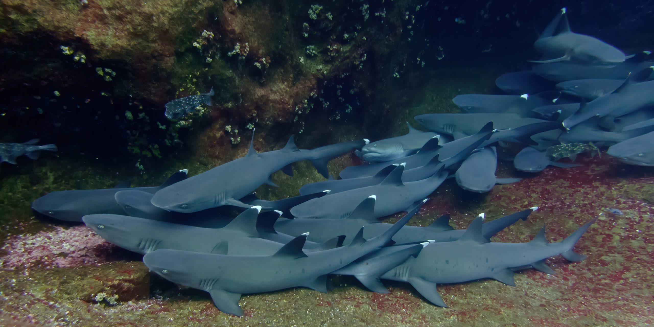 revillagigedo tiburones