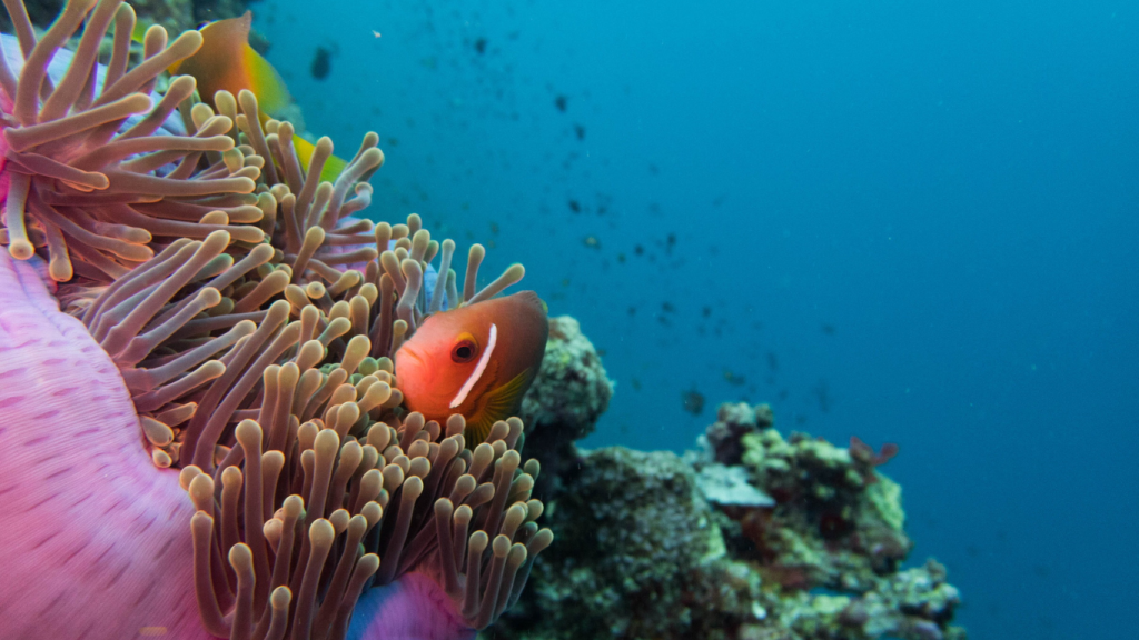 viaje de buceo a maldivas