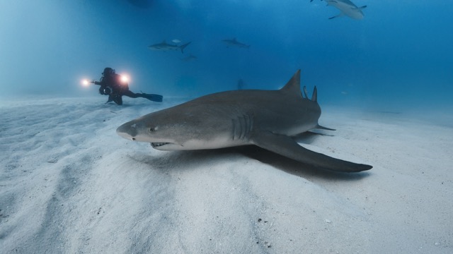 Tiburones que puedes ver buceando en las aguas de Gran Bahama y Bimini