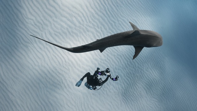 consejos para bucear con tiburones en Bahamas