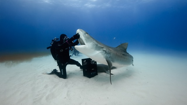 Los 6 mejores sitios de buceo en Bahamas