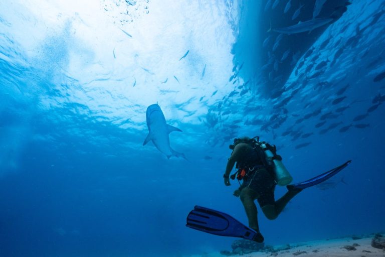 Mejor época para bucear en Bahamas
