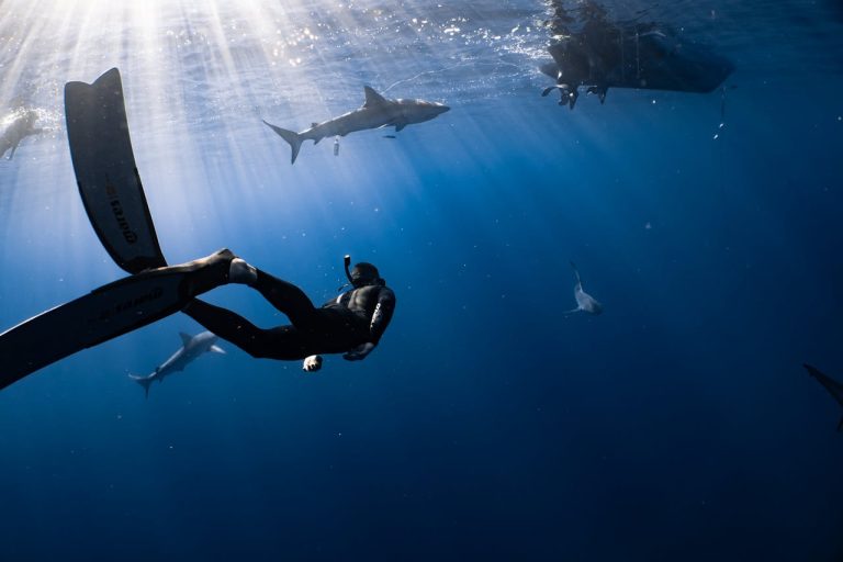 checklist de tiburones