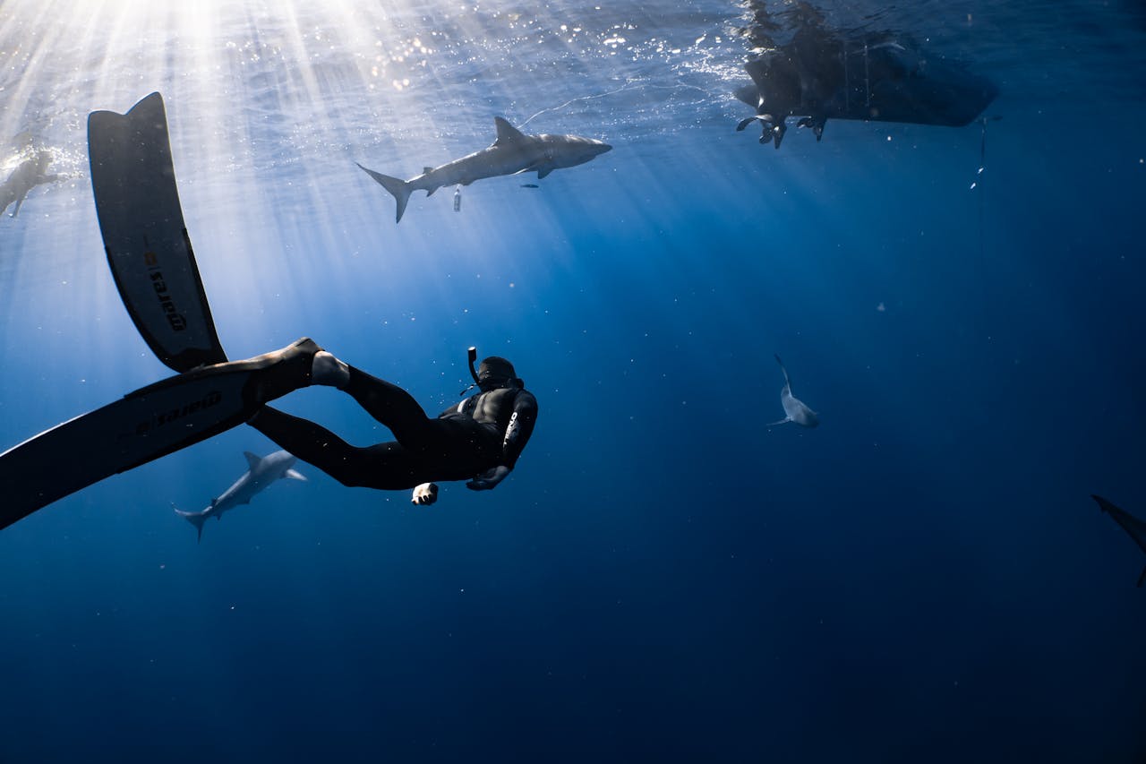 checklist de tiburones