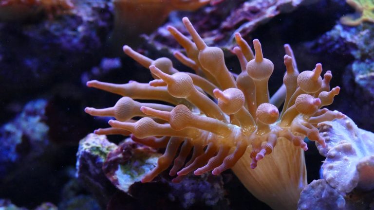 Los mejores sitios de buceo por mes
